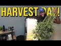 72 Days Flower to Chop Day Spider Farmer 2x2 Harvest Trim