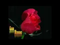 Rose gif