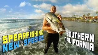 Epicmentary #2 Southern California (New Species & Challenges) LA, San Diego & Santa Catalina Island
