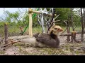 Simple Python Trap - DIY Snake Trap Technology using Bike Crank