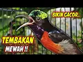 Lagu PANCINGAN KONIN GACOR FULL ISIAN ROLL TEMBAK MEWAH !! MASTERAN KOLIBRI NINJA BAHAN AGAR CEPAT EMOSI