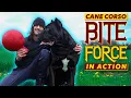Cane Corso Bite Force In Action - Training