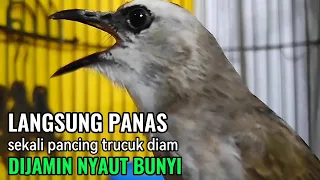 Download TRUCUKAN GACOR Ngalas Tarung Ropel Paling Ampuh Untuk PANCINGAN TRUCUKAN Agar Bunyi NYAUT GACOR MP3