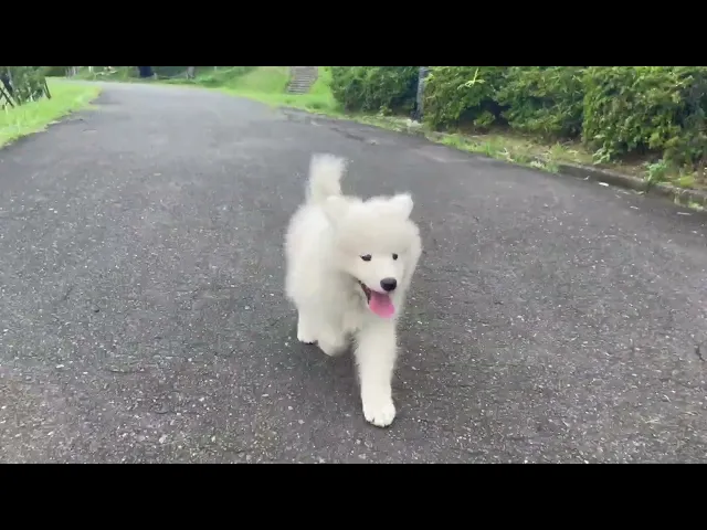 動画