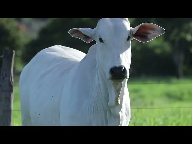 Novilha Nelore NBEM - 434