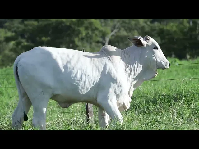 Novilha Nelore NBEM - 434