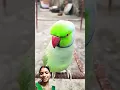 Download Lagu Masoom mitthu #funny #nonstoptalkingparrot #comedy #parrot #shosts #shosts 🤭🤭🤭 Download Lagu Masoom mitthu #funny #nonstoptalkingparrot #comedy #parrot #shosts #shosts 🤭🤭🤭