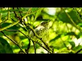 Download Lagu Grey Warbler / Riroriro with song - New Zealand Birds, Kapiti