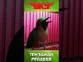 Download Lagu TEMBAKAN PEDAS..CUCAK IJO mix TENGKEK UDANG