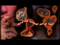 Lil Peep - nuts (feat. rainy bear) (Lyric Video)