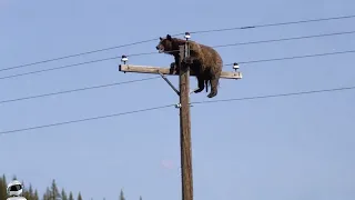 Глаза Не Верят, Но Эти Случаи с Животными Взорвали Интернет!
