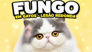 FUNGO EM GATO. Como tratar de maneira fácil e rápida - Gatil Hauser