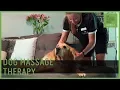 Professional Massage Therapy For Dogs