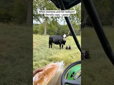 When Genetics Hits Ctrl+C, Ctrl+V 😂🐄 #CowAndCalf #BabyCow  #FarmAnimals #dna #fyp #shorts