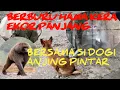 Download Lagu Berburu Hama Kera Ekor Panjang..!!! ..Bersama Si DOGI Anjing Pintar
