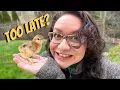 The Best Time of Year to Get BABY CHICKS