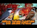 Download Lagu KOMBINASI roll kasar tajam | gereja tarung, pijantung dan jinjing petulak