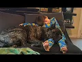 165lb Cane Corso Crawled Through FIRE at 214 AM to Save Baby Firefighters Couldn t Believe It