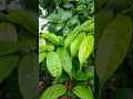 Download Lagu Sterospermum colais, Bignoniaceae, Padal, patala, Botany, Ayurveda, Dravyaguna