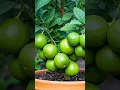 Download Lagu The Ultimate Guide to Growing Lemon Trees (Grow Your Own Lemons!)
