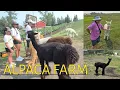 Feeding Alpaca for the first time Ft Chickens Kirk s Alpaca Farm THE BIG R FAMILY Summer 2026