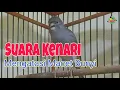 Download Lagu KENARI GACOR!! MASTERAN KENARI GACOR FULL ISIAN TEMBAKAN MEWAH DURASI PANJANG [LS_163]