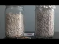 Download Lagu How to Tell if Spawn Jars are Contaminated/Bacterial - Side by Side Comparison