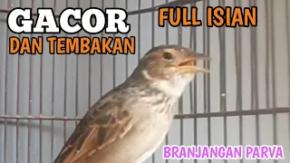 Download BRANJANGAN Parva Gacor Dor Full Isian Dan Tembakan , Cocok Buat Pancingan MP3