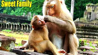 Wonderful Grooming Adopted Mom Ashley Groomed Baby Bruno So Nice She Will Be Leader Here