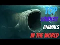 The Loudest Animals in The World