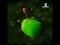 Bacteriophage T4 attacking - E coli