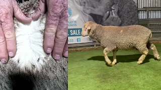                دندنها