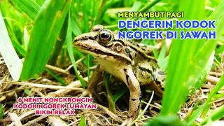 Download SUNRISE | MENYAMBUT PAGI DENGARIN SUARA KODOK/KATAK DI SAWAH | RELAKSASI SUARA ALAM MP3