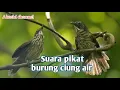Download Lagu Suara pikat burung ciung air mp3