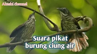 suara pikat burung ciung air mp3