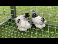 Light Sussex Bantam S