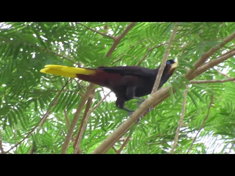 Download MP3 Canto do Recongo ou Japu (Psarocolius decumanus) #recongo #aves #pássaros #CrestedOropendola