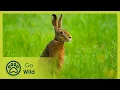 Download Lagu Springtime Stories - Go Wild