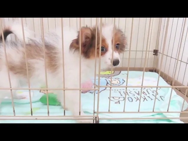 動画
