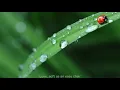 Evergreen - Love Theme from "A Star Is Born"- 《lyrics&和訳》Barbra Streisand（バーブラ・ストライサンド）