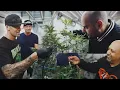 Berner - Bigger Business Cookies Genetics R D at One Log