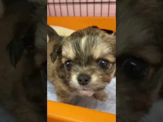 動画