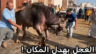 العجل نط من العربيه وبهدل المكان عيد الاضحي 2025 