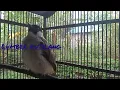 Download Lagu The Finch Sings Nonstop‼️ It Gives You Goosebumps Hearing Its Sound