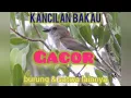 Download Lagu suara kicau burung siulan bakau merdu memanggil burung lain