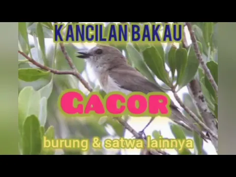 Download MP3 suara kicau burung siulan bakau merdu memanggil burung lain