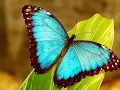 Butterfly Waltz - Brian Crain