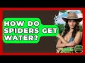 How Do Spiders Get Water - Reptilian Wonders