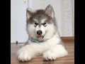 Cute dog Gif