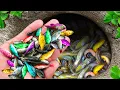 Download Lagu The incredible catch colorful aquarium fish in small pond: pencil fish, baby turtle, koi, tadpole.